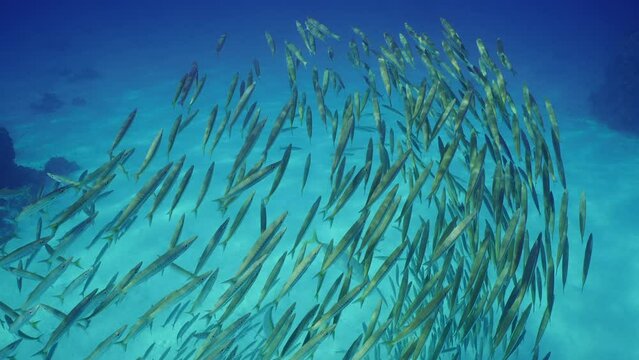 Top view on school of Barracuda swimng on sebed background, Slow motion. Large shoal of Yellow-tail Barracuda (Sphyraena flavicauda) floating above sandy bottom in sun beams on sunny day 
