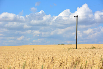 ripe wheat field with isolated electric column and cloudy sky copy space