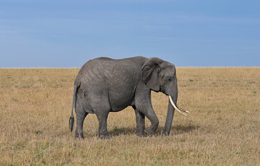 Fototapeta na wymiar African elephant in a natural environment