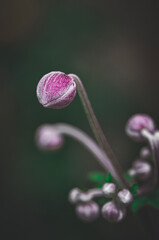 close up of a flower © Beata