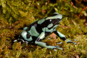 Green Poison Frog // Goldbaumsteiger (Dendrobates auratus) - Cahuita Nationalpark, Costa Rica