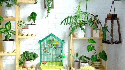 A cage with a budgie stands in a living corner of the house among shelving with a group of indoor plants in the interior. Houseplant Growing and caring for indoor plant, green home