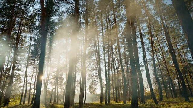beautiful Misty foggy landscape with pine forest at autumn evening with low sun light amd smoke from campfire. Gloomy atmosphere scenery with coniferous trees in mysterious dense fog.