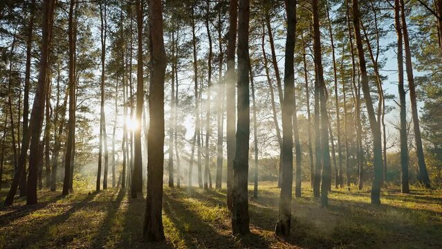 beautiful Misty foggy landscape with pine forest at autumn evening with low sun light amd smoke from campfire. Gloomy atmosphere scenery with coniferous trees in mysterious dense fog.