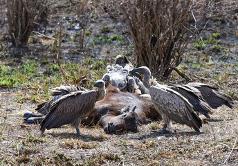 Vultures in feeding frenzy on carcass of a dead antelope