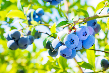 Blueberries. Bunches of ripe large berries on the bush of the blueberry plant