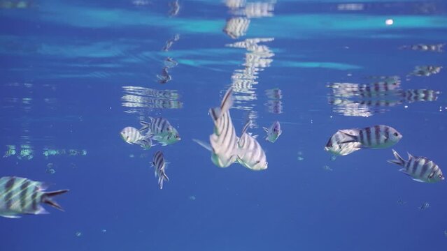 Slow motion, Shoal of Sergeant fish swim under surface and eats. school of Indo-Pacific sergeant (Abudefduf vaigiensis) feeding under surface of blue water in sunrays and reflected from surface