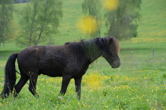 Ponygl&uuml;ck. Islandpferde auf der Fr&uuml;hlingswiese