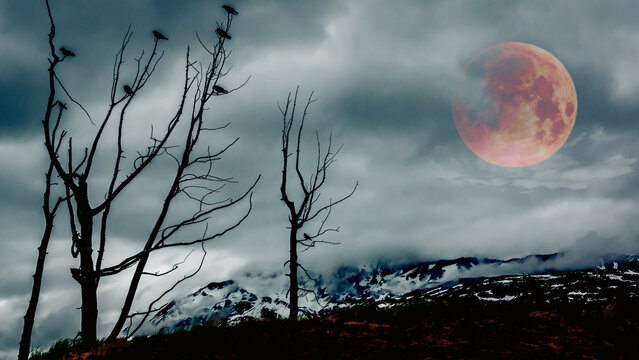 Eine Gruppe von Kr&auml;hen sp&auml;tabends auf einem vertrockneten Baum in den Rocky Mountains sitzend, im Hintergrund der Supermond hinter leichtem Wolkenschleier