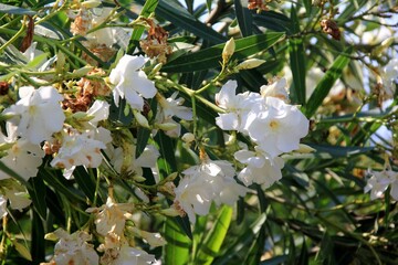 Colorful flowering oleander bushes on a sunny summer day, Budva, Montenegro