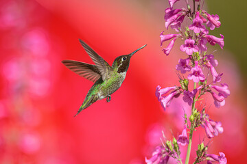 Male Anna's hummingbird hovers near a pink flower in Phoenix, Arizona USA