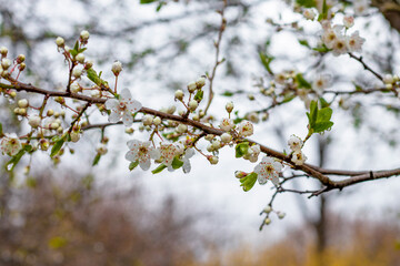 The fruit trees blossom and rain brings new life to nature.