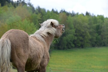 Junge Islandhengste auf der Weide