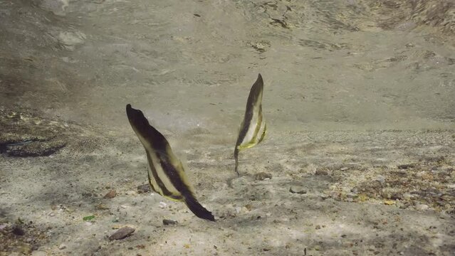 Pair of juvenile Batfish (Platax orbicularis) swimming under waves over sandy bottom in coastal zone in brightly sun rays, Slow motion. Two baby Bat fish swims in surf zone on sunny day