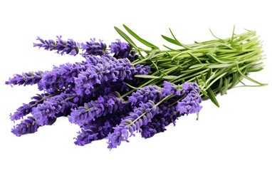 An illustration of lavender isolated on a white background, Generative Ai