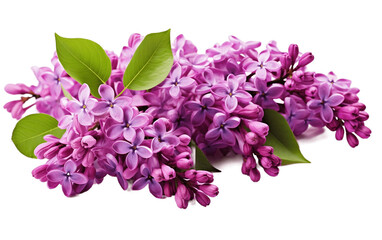 An illustration of lilac flower isolated on a white background 