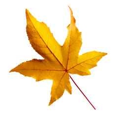 autumn leaf isolated
