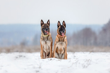 Belgian Shepherd Dog in the snow. Malinois dog in winter landscape