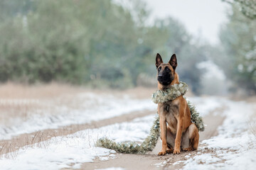 Belgian Shepherd Dog in the snow. Malinois dog in winter landscape