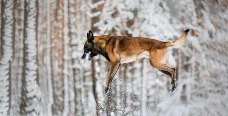 Naklejka premium Belgian Shepherd Dog in the snow. Malinois dog in winter landscape