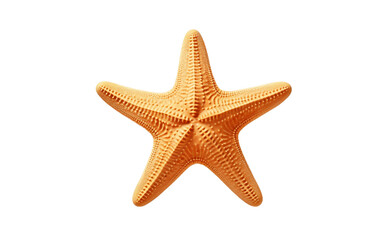  Starfish isolated on a white background 
