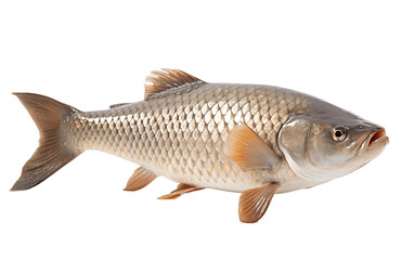 An illustration of steamed carp isolated on a white background, Generative Ai