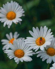Beautiful nature scene with blooming chamomile. Wallpaper, poster with natural background. Selective focus. Chamomile flower on the background of nature.
