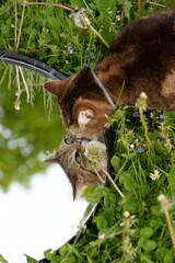 Spiegelkatze. Getigerte Katze mit Spiegelbild auf einer Wiese