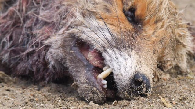 Close-up footage of a dead fox.