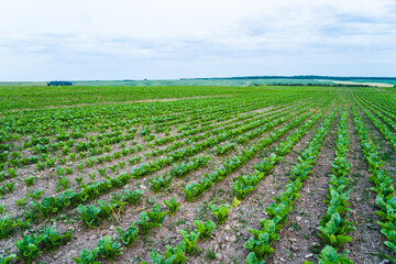 Fototapeta na wymiar Rows of young fresh beetroot beet root leaves. Beetroot plants growing in a fertile soil on a agriculture field. Cultivation of beet.