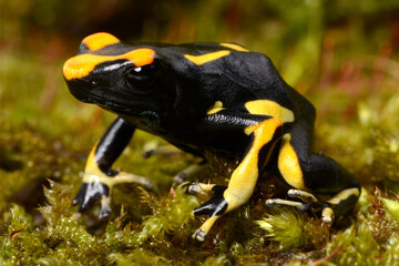 Dyeing poison dart frog // Färberfrosch (Dendrobates tinctorius) - Alanis, Surinam