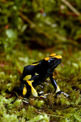 Dyeing poison dart frog // Färberfrosch (Dendrobates tinctorius) - Alanis, Surinam