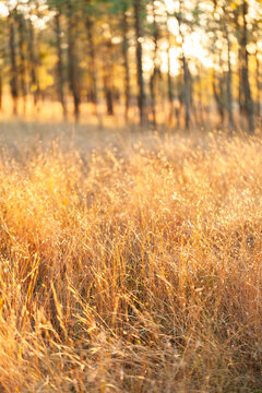 Backlit stalks fo golden grass in sunset light in rural farm paddock