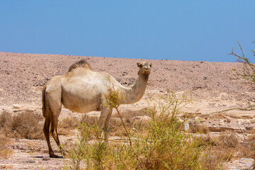 Camel (disambiguation)