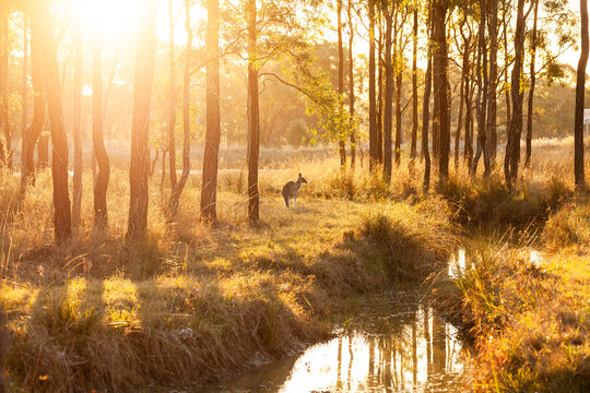 Single kangaroo in australian bushland beside creek at sunset