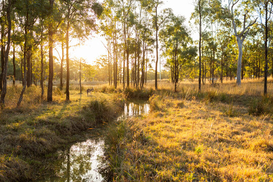 Single kangaroo in australian bushland beside creek at sunset