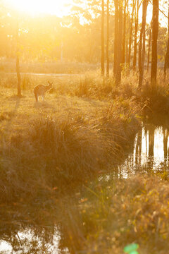 Single kangaroo in australian bushland beside creek at sunset