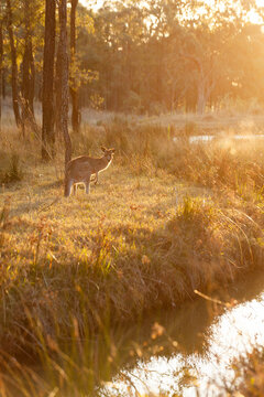 Single kangaroo in australian bushland beside creek at sunset