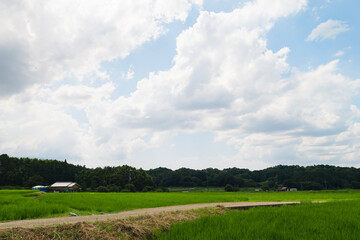 Scenery of rice paddies in midsummer