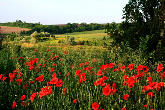 Steppe poppies of Ukraine in early summer
