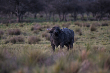 Water buffalo, Bubalus bubalis, species introduced in Argentina, La Pampa province, Patagonia.
