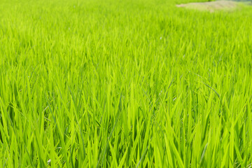 Closeup of ricefield full of paddy