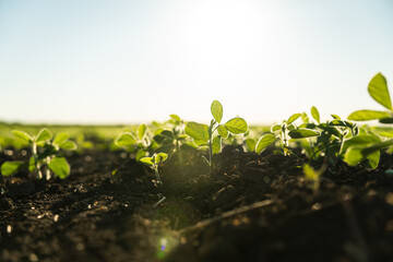 Young soybean sprout in the field stretches towards the sun. Young soy sprouts planted in neat rows. Selective focus.