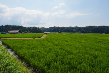 Scenery of rice paddies in midsummer