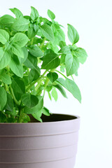 fresh basil in a pot