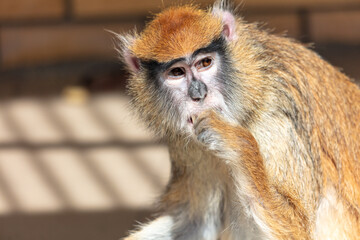Portrait of a monkey eating in the zoo. Close-up