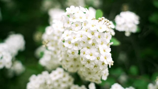 Blooming white Hydrangea flower  in a garden swinging with wind in sunny day. Floral, flower background
