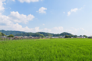 Fototapeta premium Scenery of rice paddies in midsummer
