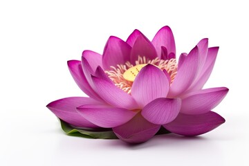 Delicate natural lotus flower in purple color on a white background.