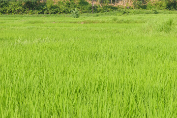 Closeup of ricefield full of paddy
